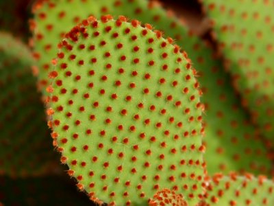 Macro Photography Of Green And Red Leaf Plant