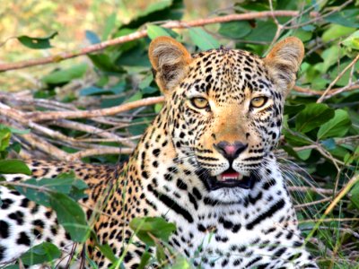 Leopard Sitting On Green Grass photo