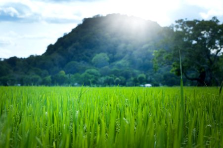 Scenic View Of Wheat Field Against Sky photo