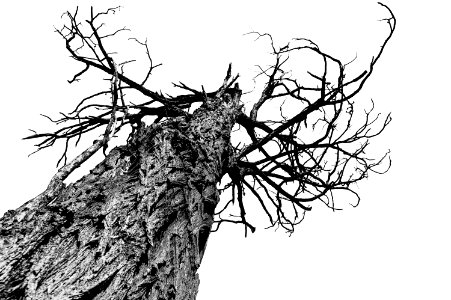 Low Angle View Of Lizard On Tree Against Sky photo