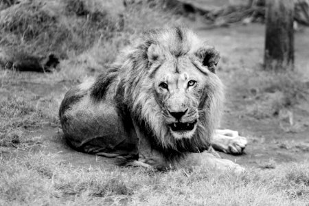 Portrait Of Lion photo