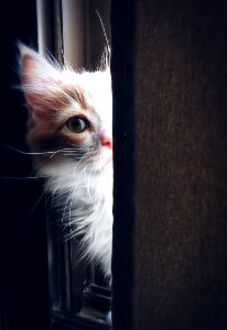 Close-up Of Cat photo