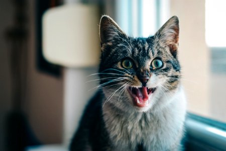 Close-up Portrait Of Cat Yawning photo