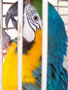 Captive feather caged photo
