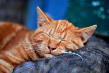 Kitten Sleeping On Mother Cat