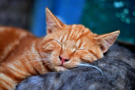 Kitten Sleeping On Mother Cat photo