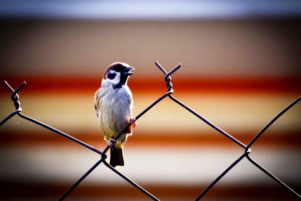 Sparrow On Wire Fence