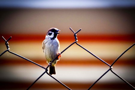Sparrow On Wire Fence photo