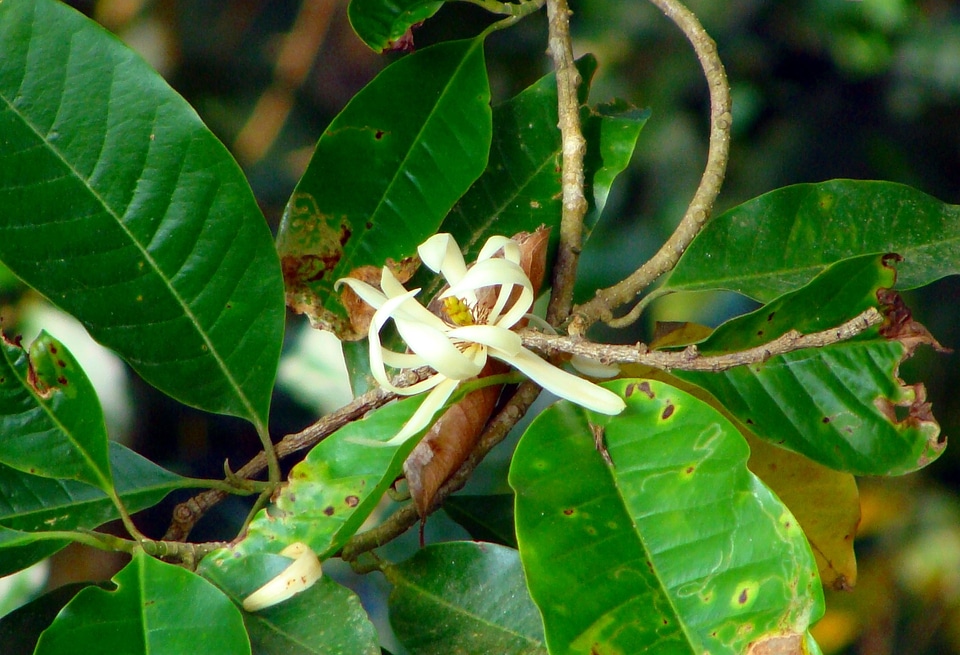 Champak perfume tree india