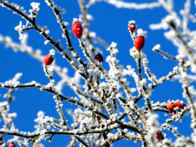 Red Berries On Frozen Hawthorn Tree photo