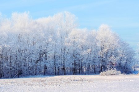 Snow Covered Fields And Forest