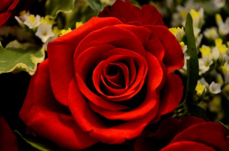 Red Rose photo