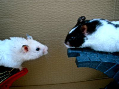 The Pirate And The Knight