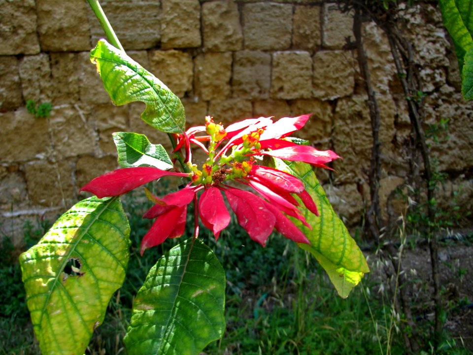 Kerstster -- Poinsettia -- Euphorbia Pulcherrima