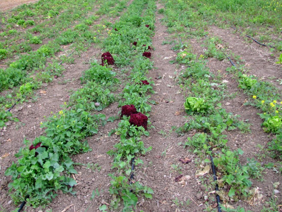 Rode Krulsla -- Red Curly Salad