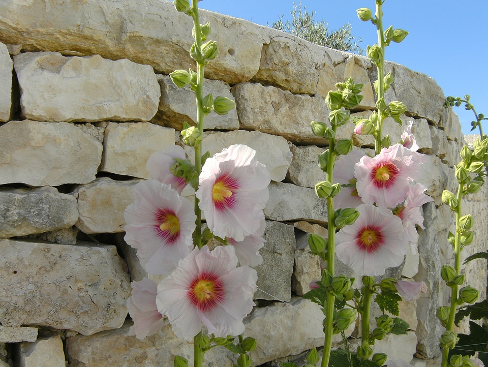 Hollyhocks summer stones