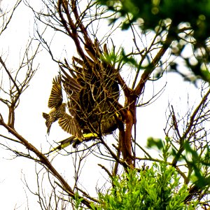Yellow-tailed Black Cockatoo And Red Wattlebird
