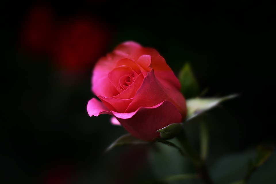 Floral romance love