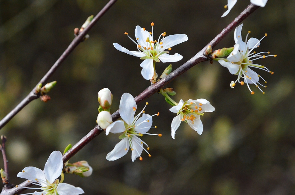 Bloom spring bush