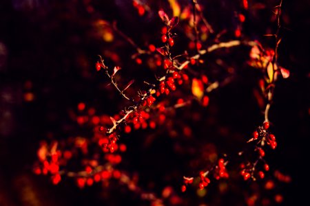 Autumn Barberry
