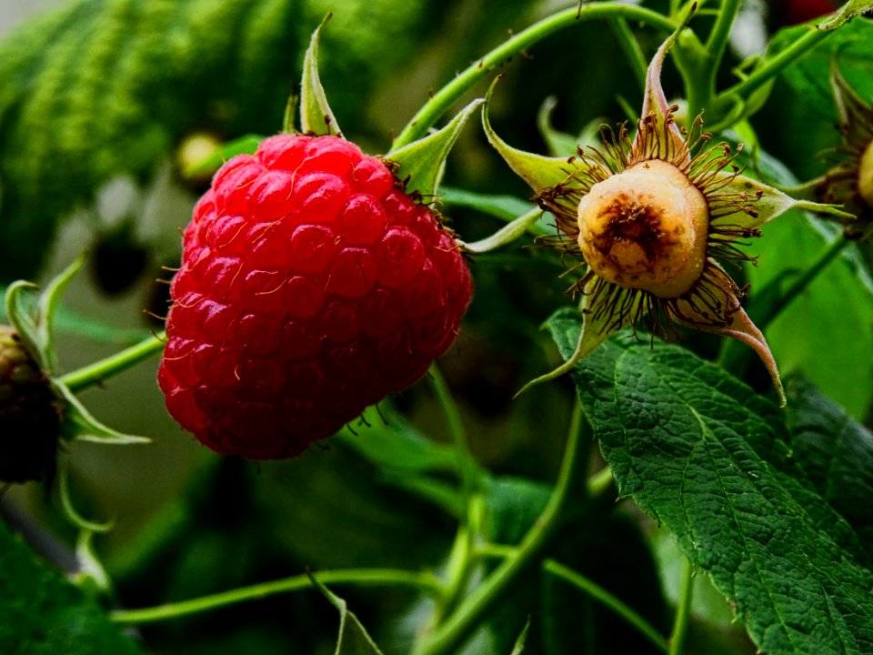 Raspberry - Rubus Idaeus