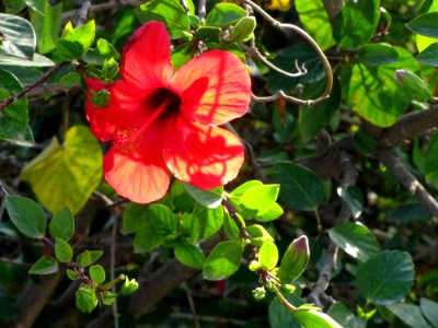Hibiscus -- Rose Mallow -- Hibiscus