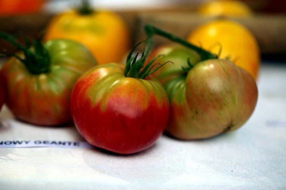 Festival De La Tomate