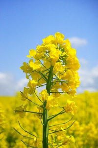 Yellow flowers plant photo