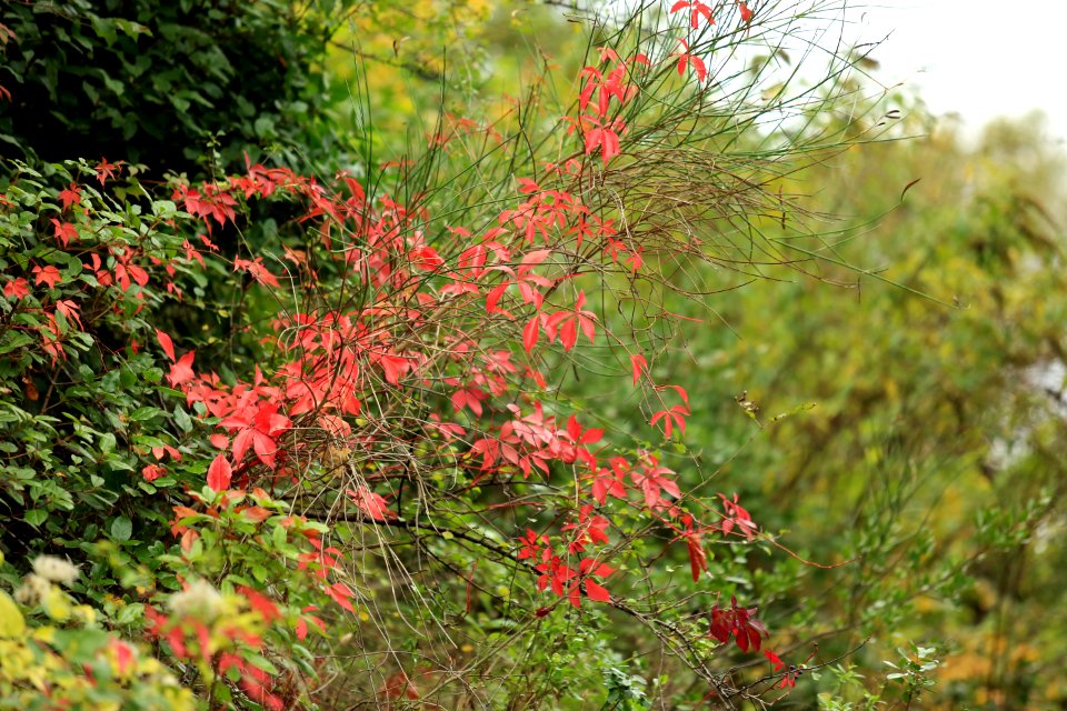 Couleurs Complmentaires