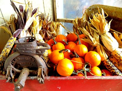 Corn And Pumpkins