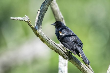 Oiseau (Carouge  paulettes) 291