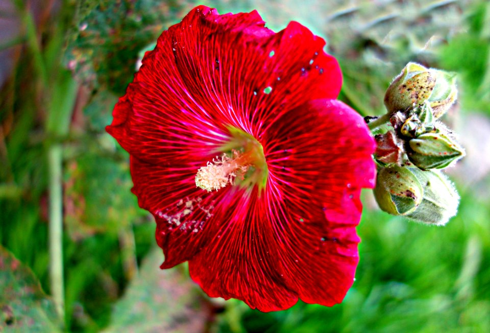 PUBLIC DOMAIN DEDICATION - Pixabay- Digionbew 11 06-07-16 Red Hollyhock LOW RES DSC04636