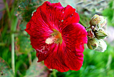 PUBLIC DOMAIN DEDICATION - Pixabay- Digionbew 11 06-07-16 Red Hollyhock LOW RES DSC04636