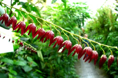 Hanging Red Flowers photo
