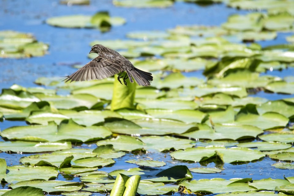 Oiseau (Carouge  paulettes) 277