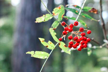 Sorbus Aucuparia