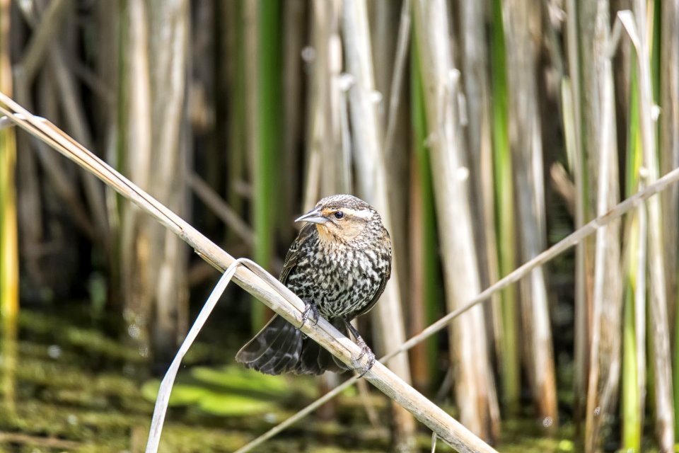 Oiseau (Carouge  paulettes) 225