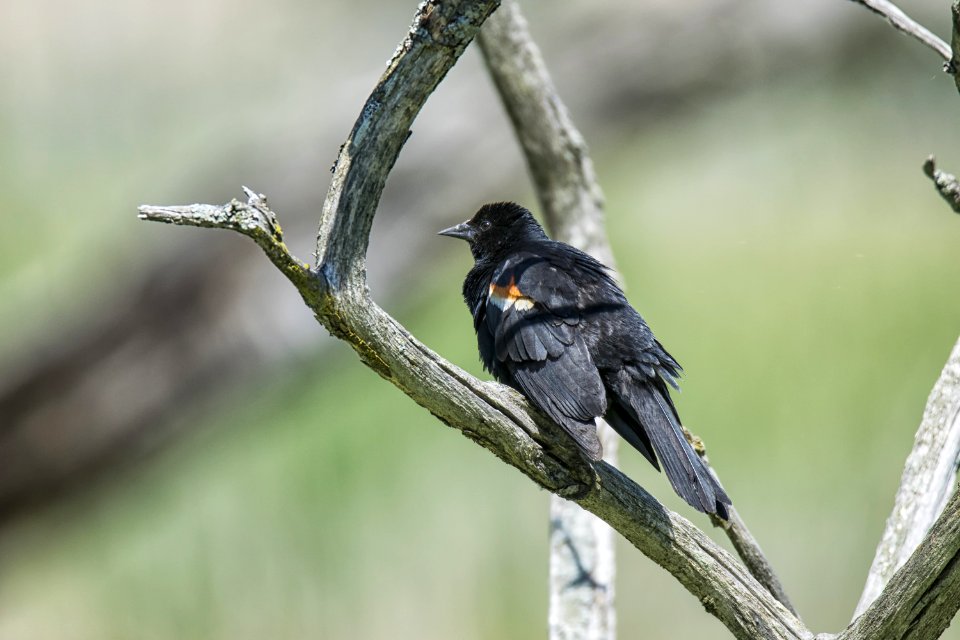 Oiseau (Carouge  paulettes) 289