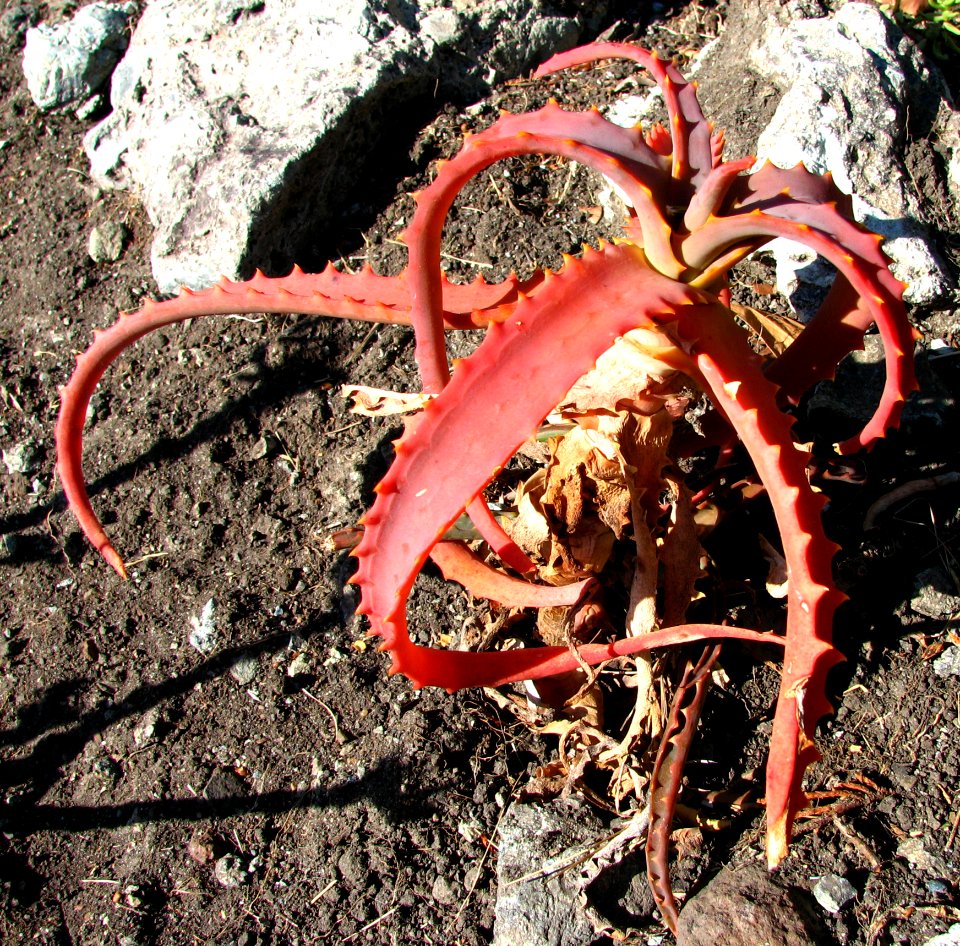 Red Cactus Octopus
