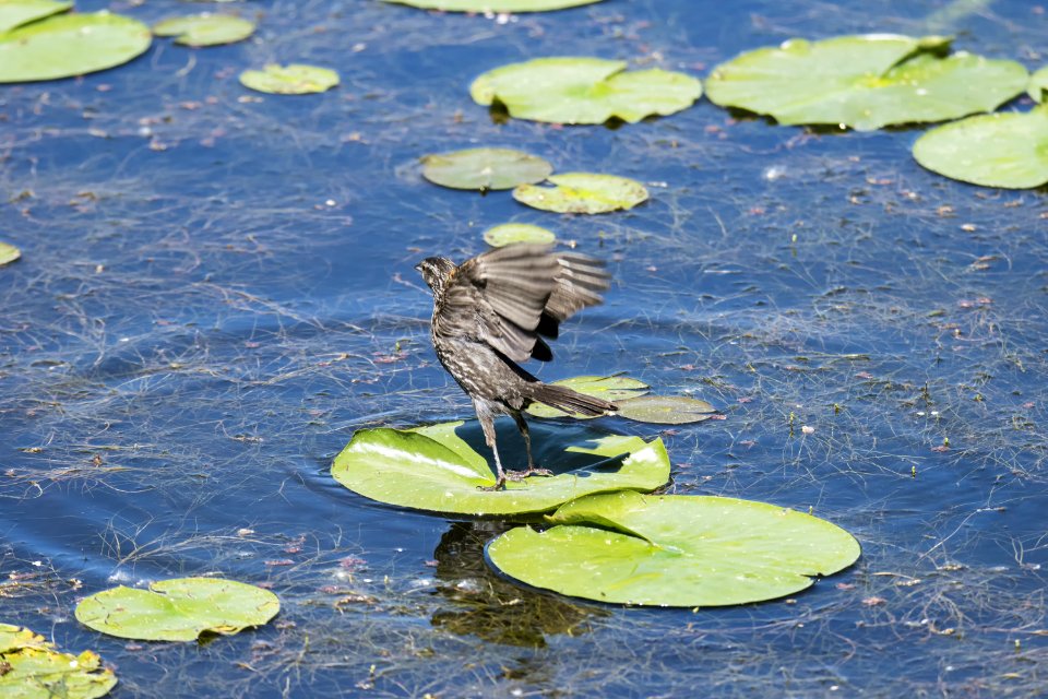 Oiseau (Carouge  paulettes) 273