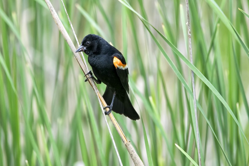 Oiseau (Carouge  paulettes) 228