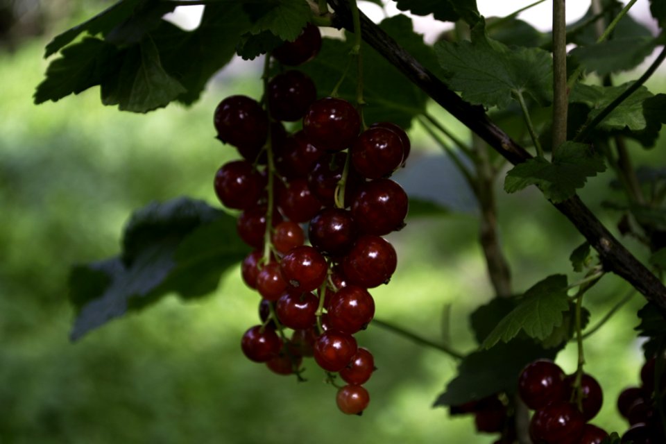 Currant