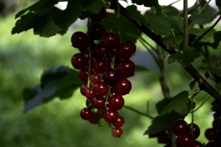 Currant