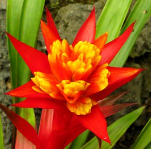 Red Ginger With Yellow