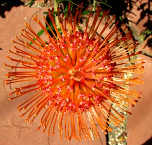 Red-and-yellow Protea 2 photo