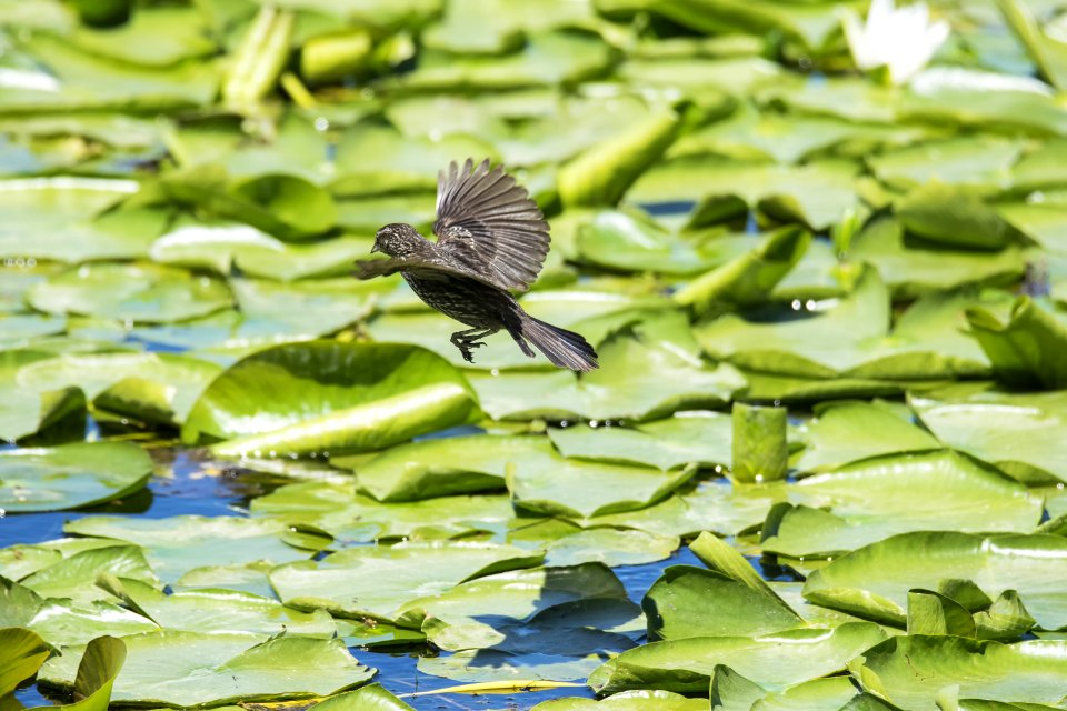 Oiseau (Carouge  paulettes) 275