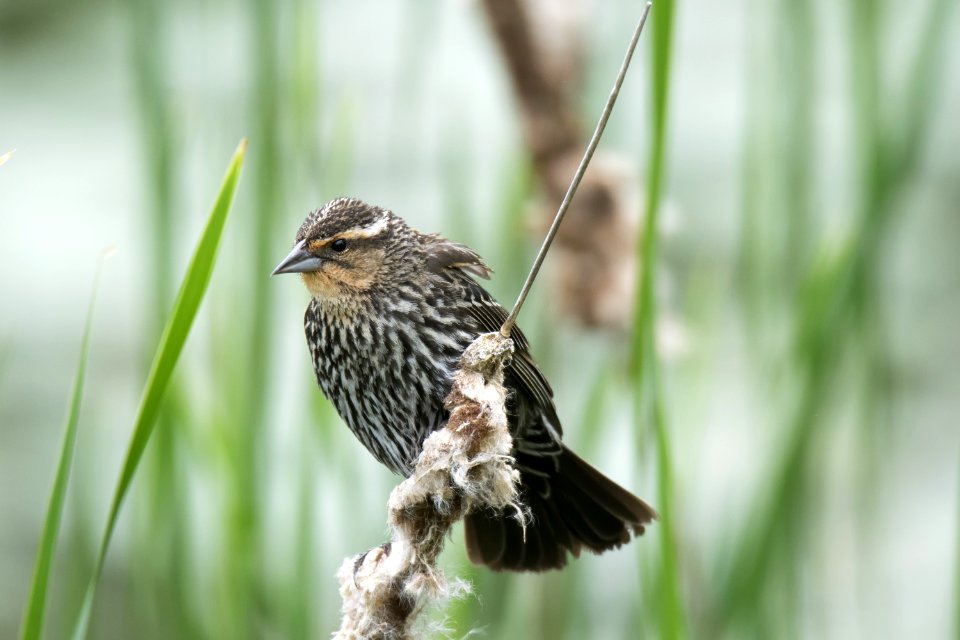 Oiseau (Carouge  paulettes) 244