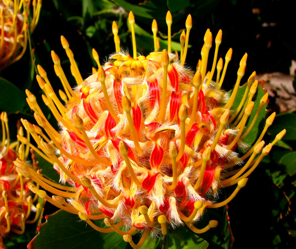 Red-and-yellow Protea 1