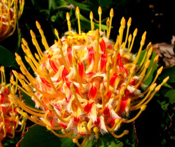 Red-and-yellow Protea 1