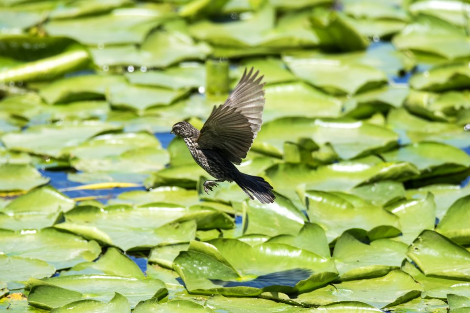 Oiseau (Carouge  paulettes) 274